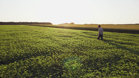 Farmer inspects chickpea growth walking through the field. Fresh green chickpeas field at
