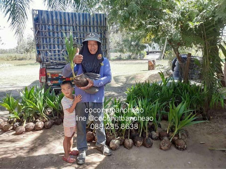 ขอบคุณเกษตรกร ทุกท่านขอบคุณที่มั่นใจ สายพันธุ์มะพร้าวน้ำหอม สวนของเรา #พันธุ์มะพร้าวน้ำหอมบ้านแพ้ว 