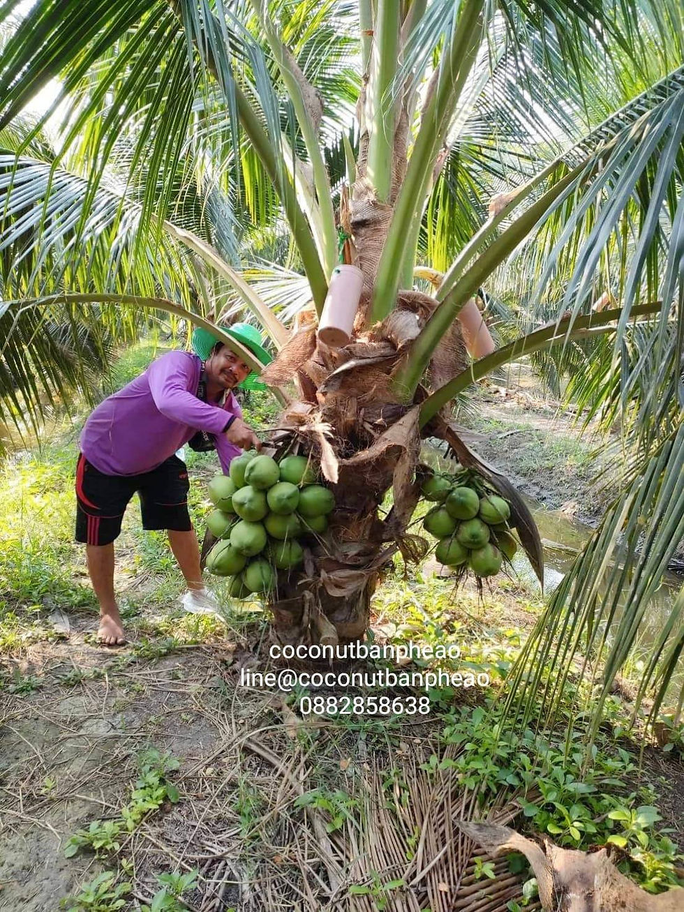 Vorlage: #ปลูกมะพร้าวน้ำหอม ใช้เวลา 3 ปี เริ่มติดจั่นให้ผลเข้าสวน ปลูกมะพร้าว #ปลูกมะพร้าวน้ำหอม ใช้เวลา 3 ปี เริ่มติดจั่นให้ผลเข้าสวน ปลูกมะพร้าว Bildidee
