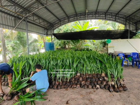 #พันธุ์มะพร้าวน้ำหอม สวนบ้านแพ้ว เข้าสวน#ปลูกมะพร้าวน้ำหอม ปลูกแล้ว แม่พันธุ์ต้องดี สายพันธุ์ต้อง รสชาติน้ำหอมและหวาน