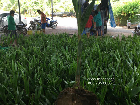 สายพันธุ์มะพร้าวน้ำหอม ต้นเตี้ย หอมหวานแท้ !!!