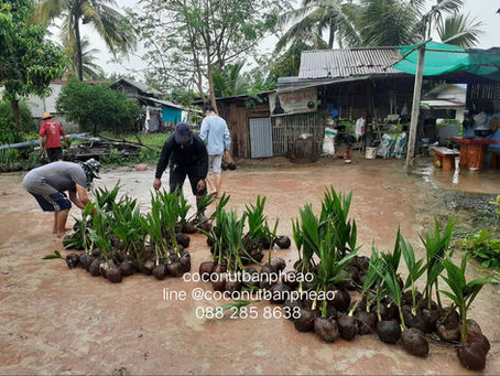 หน้าฝนนี้ ปลูก #มะพร้าวน้ำหอม ต้องหอมหวาน พันธุ์ต้นเตี้ย สายพันธุ์บ้านแพ้ว พาไปดูสวนมะพร้าวน้ำหอม แหล่งมะพร้าวน้ำหอมขึ้นชื่อ