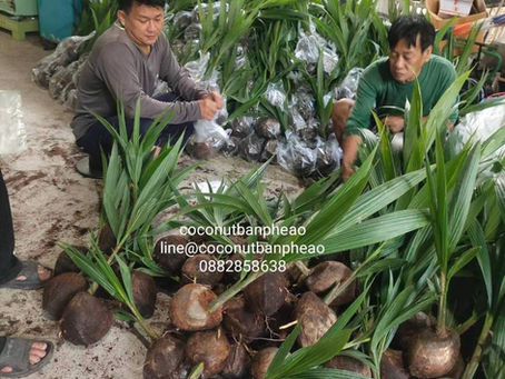 หน้าฝนนี้ พันธุ์มะพร้าวน้ำหอม ขนาดต้นพร้อมปลูก ขอบคุณเกษตรกรผู้สนใจปลูกมะพร้าวน้ำหอม ทุกท่านนะครับ