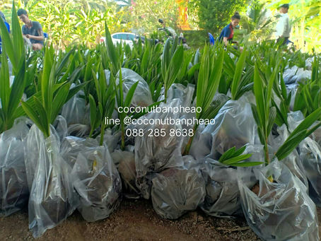 #ปลูกมะพร้าวน้ำหอม ให้ได้ผลผลิตที่ดี สายพันธุ์ต้องดีรอบจัดส่ง 03-04 ตค 2564