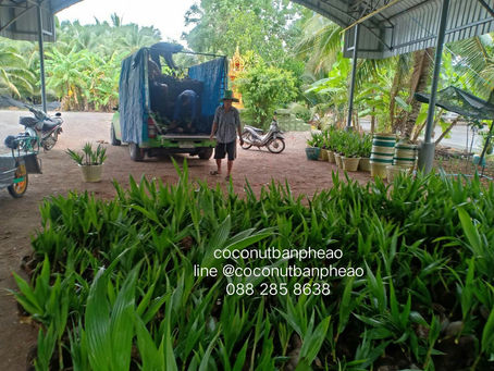 ปลูกอะไรก็ตาม ให้มีคุณภาพดี สำคัญที่สายพันธุ์ //ขอบคุณเกษตรกร อ.สอยดาว จันทบุรี