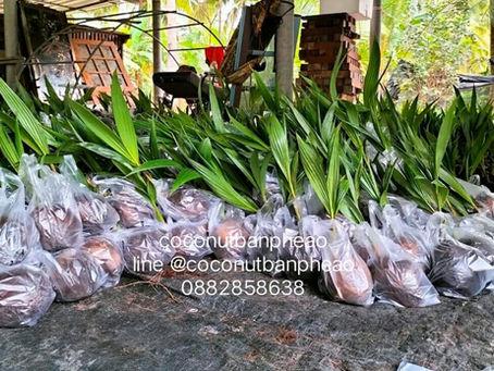 รอบจัดส่ง 24 กย 2564 #พันธุ์มะพร้าวน้ำหอม ต้นเตี้ย ก้นจีบ หอมหวานใบเตย