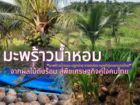 เคล็ดลับ การปลูกมะพร้าวน้ำหอม สเน่ห์ความหอม ผลไม้ดับร้อน สู่พืชเศรษฐกิจสุดฮิต