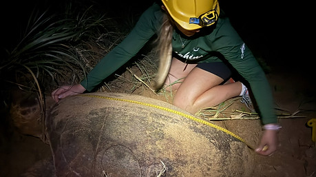 liv_turtlee.jpg