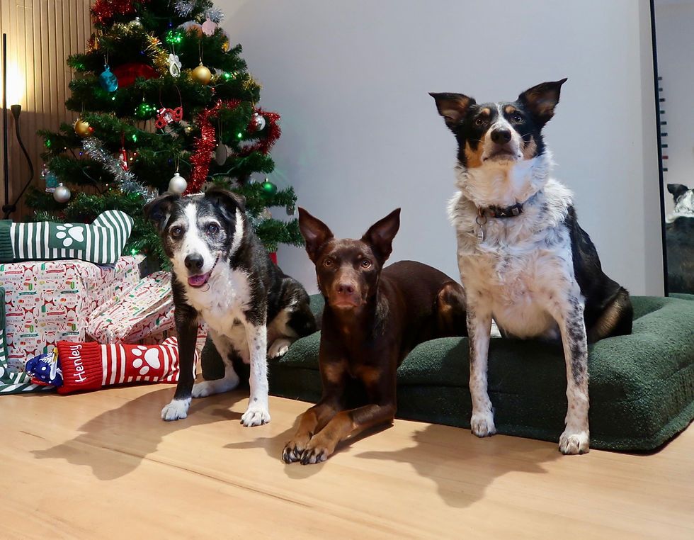 Cooper, Harper and Henley sitting together in front of the Christmas tree, a treasured memory of Christmases shared with our beloved pets