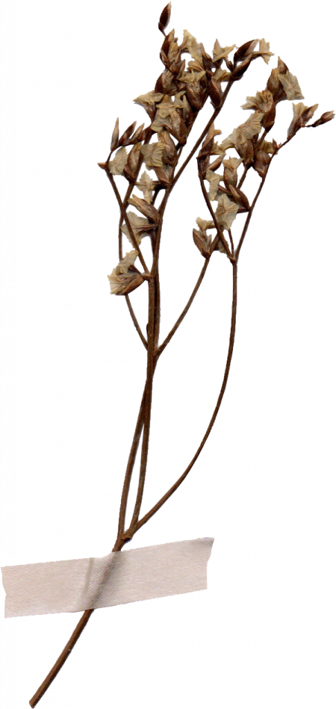 dried_flower03-486x1024.png
