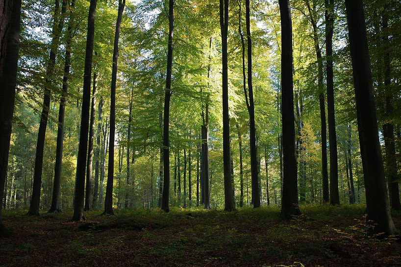 AdobeStock_293576918 (1).jpeg