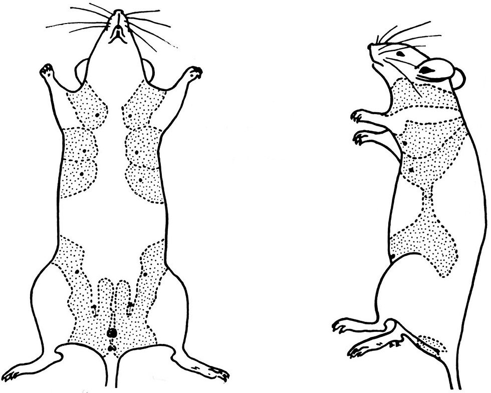 Źródło: The Jackson Laboratory, Biology of the Laboratory Mouse, Figure 13-19. Dostęp: https://www.informatics.jax.org/greenbook/figures/figure13-19.shtml
