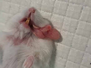 Wypadnięty worek policzkowy u chomika