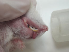 Przerost siekaczy u chomika 