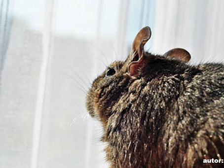 Udar cieplny u królików i gryzoni