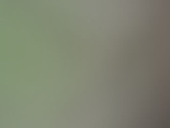 Pelodera strongyloides - węgorki u świnki morskiej 