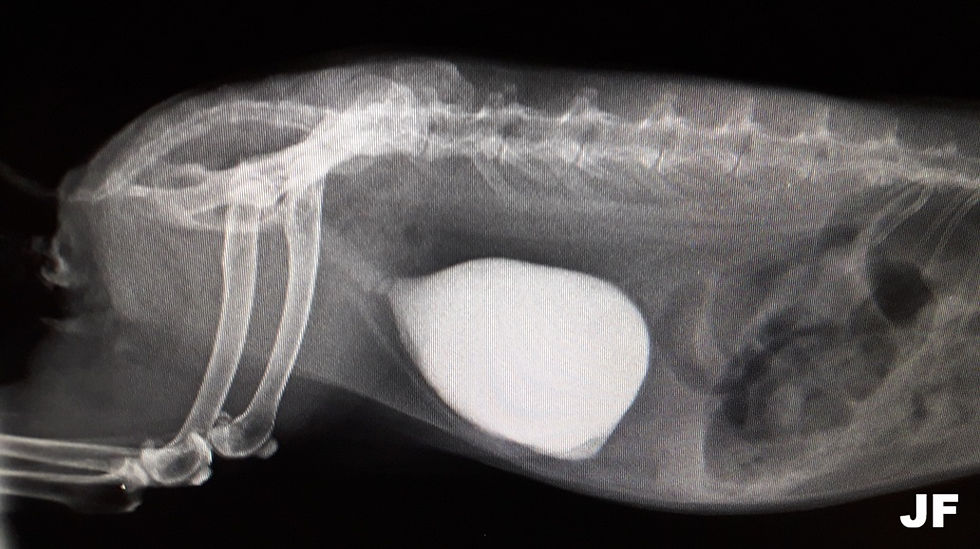 „SLUDGY URINE” – błotko w pęcherzu, czyli gdy fizjologia staje się problemem