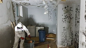 #mold #insurance #remediation