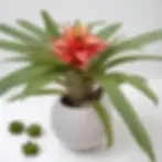 Bromelias_de_colombia