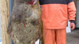 2027 Pacific Halibut Season Discussed