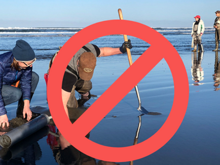 Razor Claming Closing On Clatsop Beaches