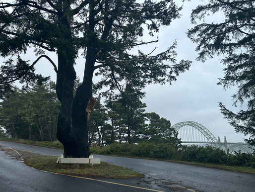 Spruce Tree At Yaquina Bay State Park Declared Hazard