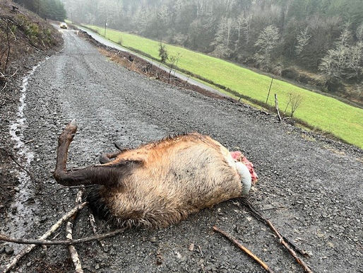 Bull Elk Shot And Left To Waste