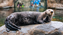 Sea Otter Awareness Week