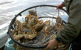 Crabbers And ODFW Staff Discuss Next Steps In Crabbing Rules 