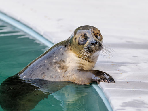 New Seal At The Oregon Coast Aquarium