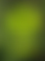 Lincoln City Pedestrian Enforcement Yields Surprising Results