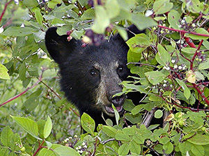Two From Siletz Fined For Poaching Bear Cubs