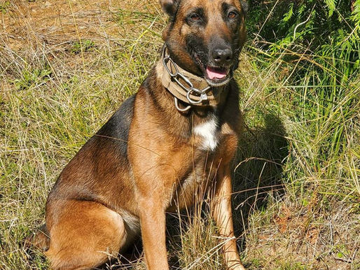 K-9 Assists In Finding Missing Driver