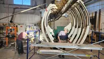 Whale Skeleton On Display At Hatfield Marine Science Center