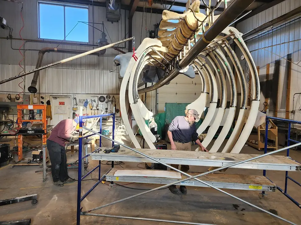Whale Skeleton On Display At Hatfield Marine Science Center 