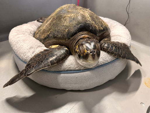 Beached Green Sea Turtle Now At Oregon Coast Aquarium
