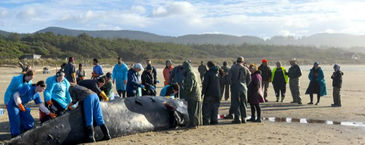 Beached Whale Was Ill Prior To Encounter With Crab Gear