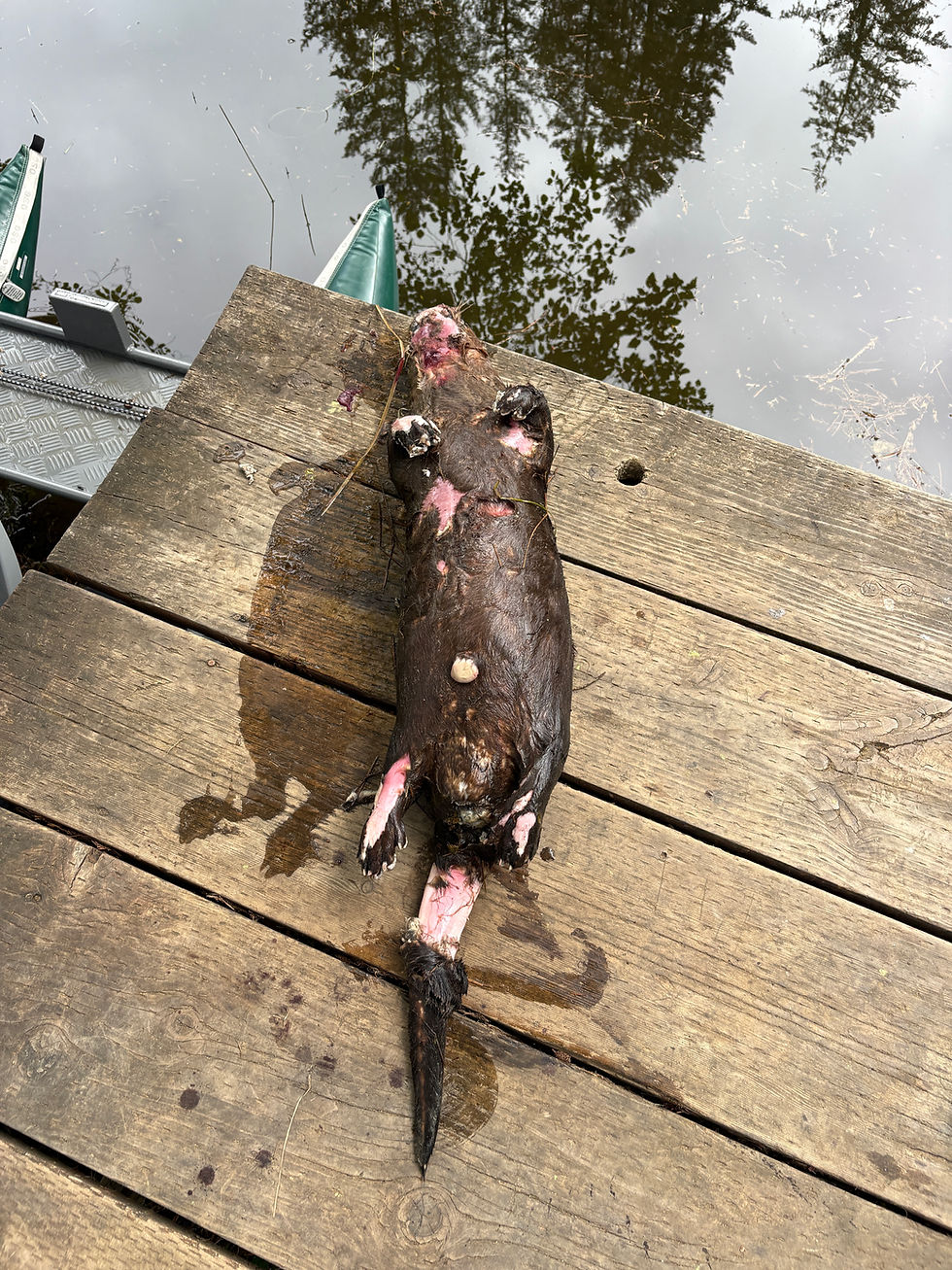 OSP Fish & Wildlife Looking For Tips In Unlawful River Otter Killing 