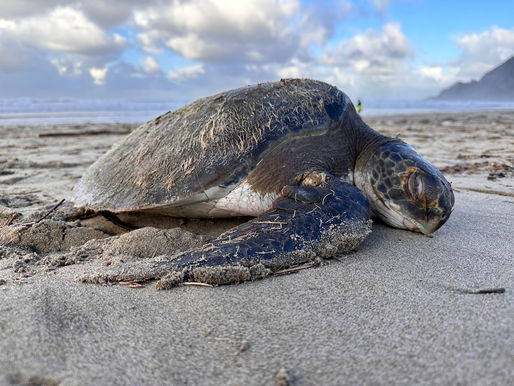 Rescued Green Sea Turtle Passes