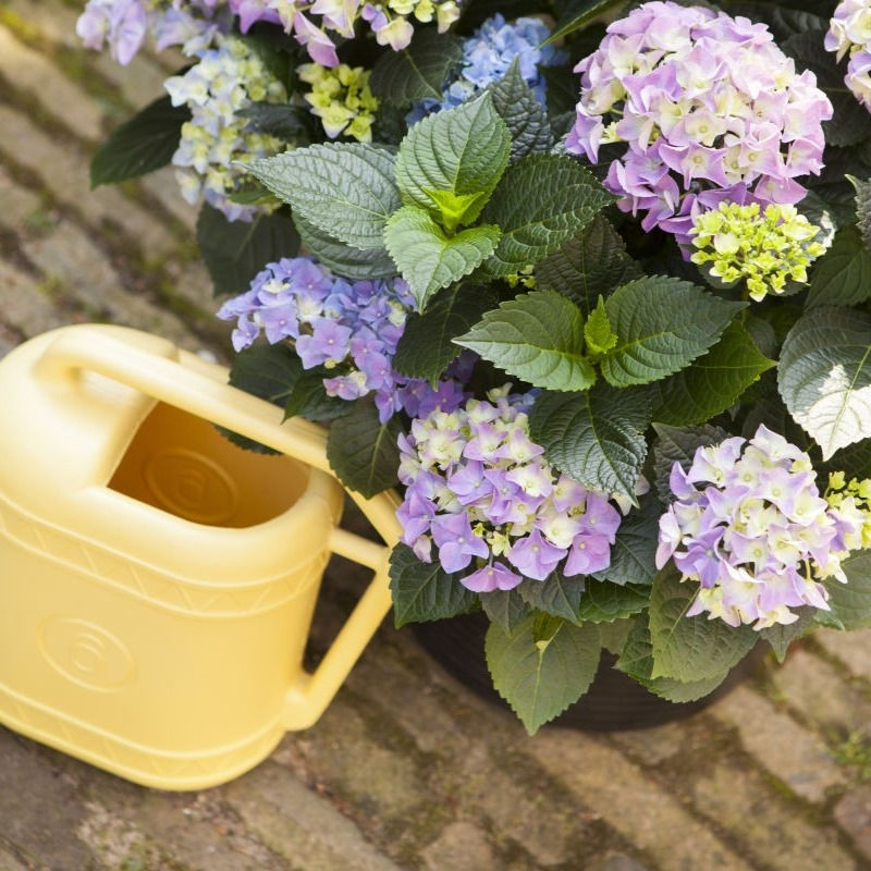 Thumbnail: Hortensia paars
