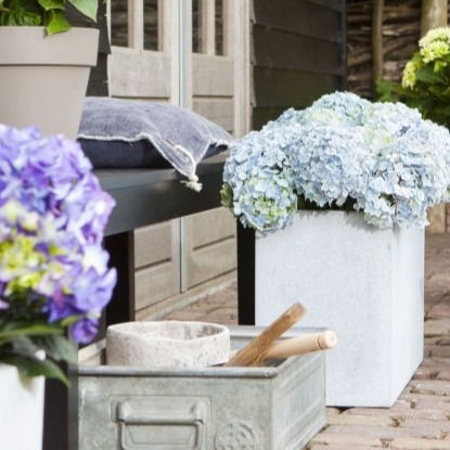 Thumbnail: Hortensia blauw