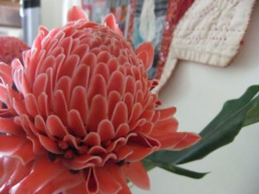 Our very own backyard beauty