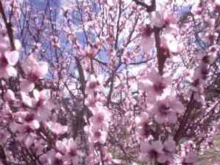 blossoms Kath Unsworth