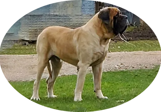 Goldleaf Mastiffs