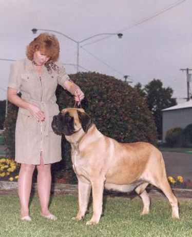 MastiffBridgette-300x366.jpg