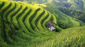 China's agriculture at a glance