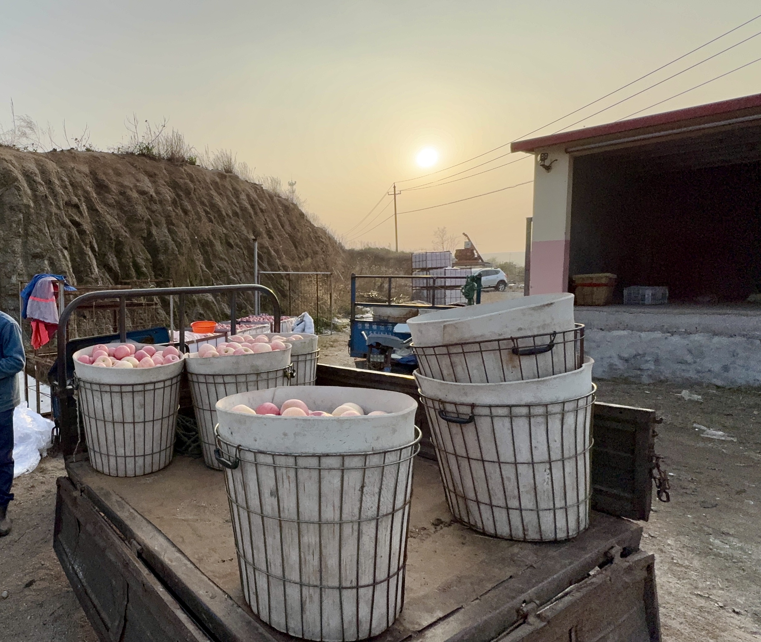 China Fuji Apples 2025/26: A Smaller Crop, Sharper Competition, and a Very Different Market Reality