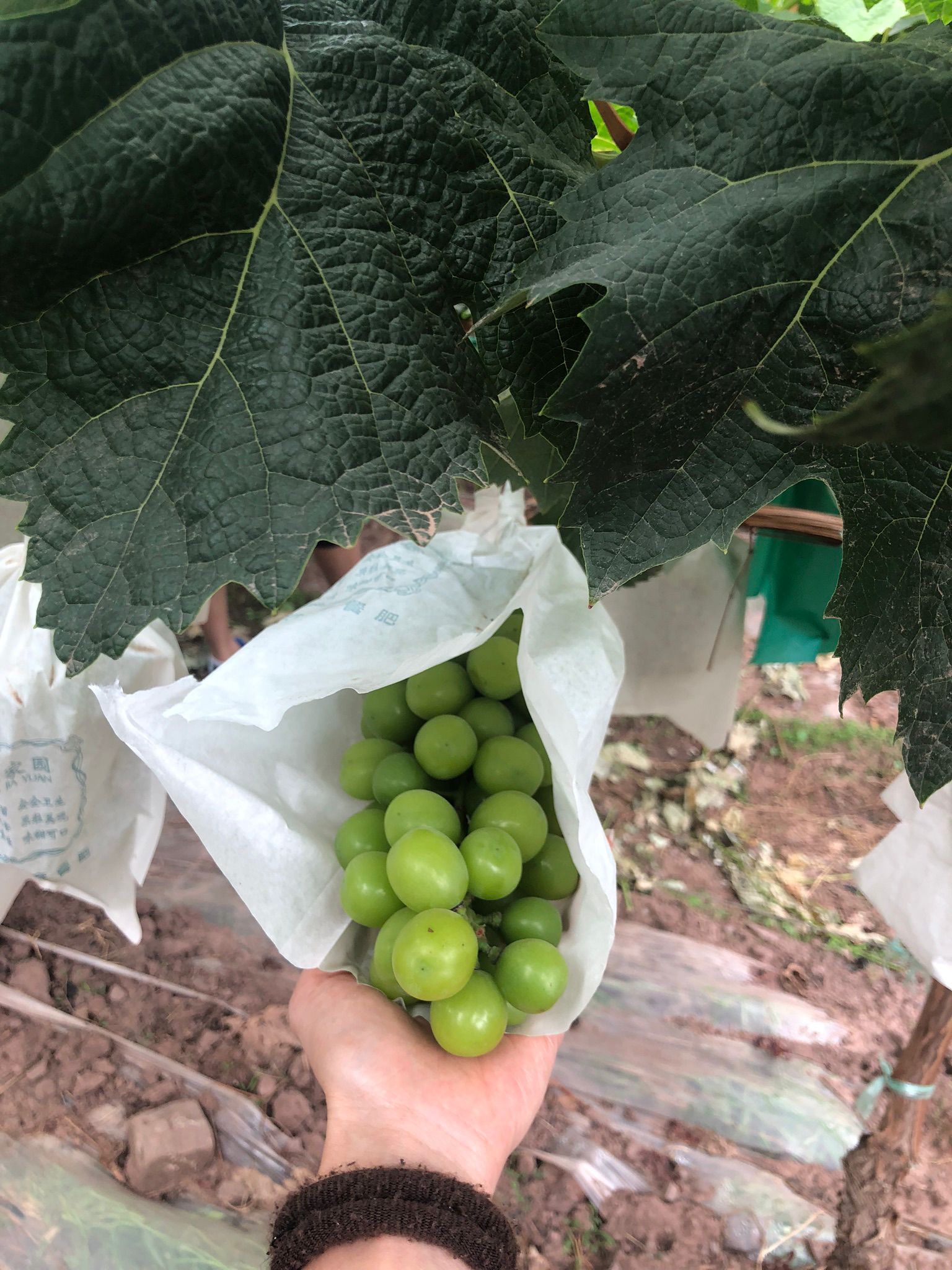 Fruits imported from China have been on an increasing trend in Singapore