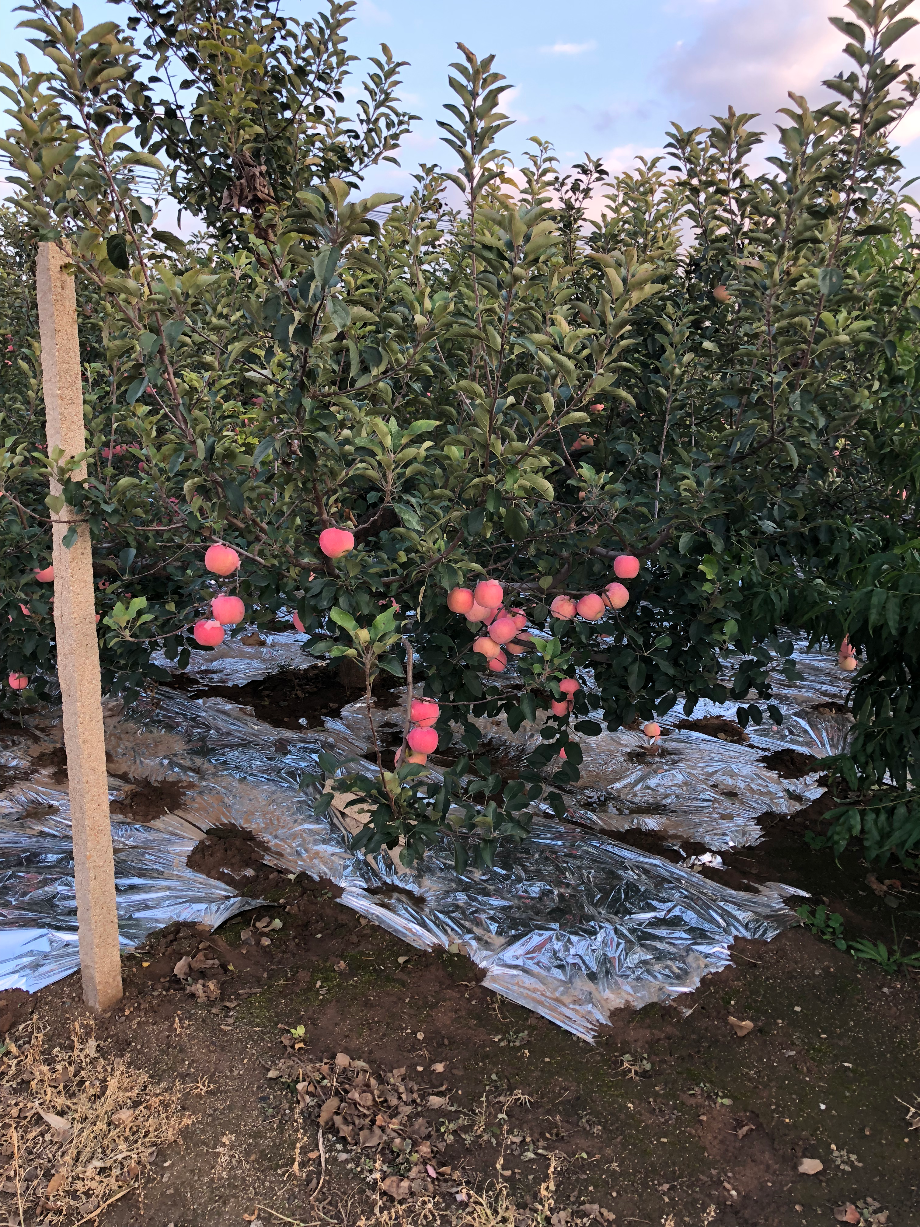 China Fuji Apple Update (Y2023)