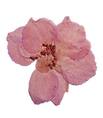 Untitled design (1).png